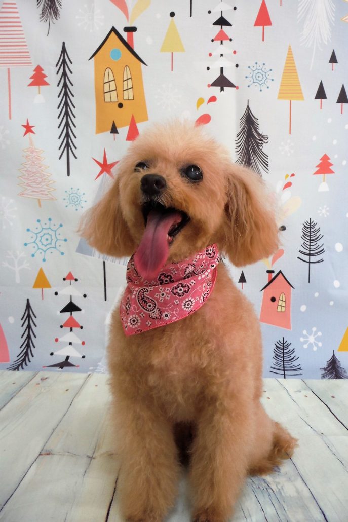 ミルキーちゃん