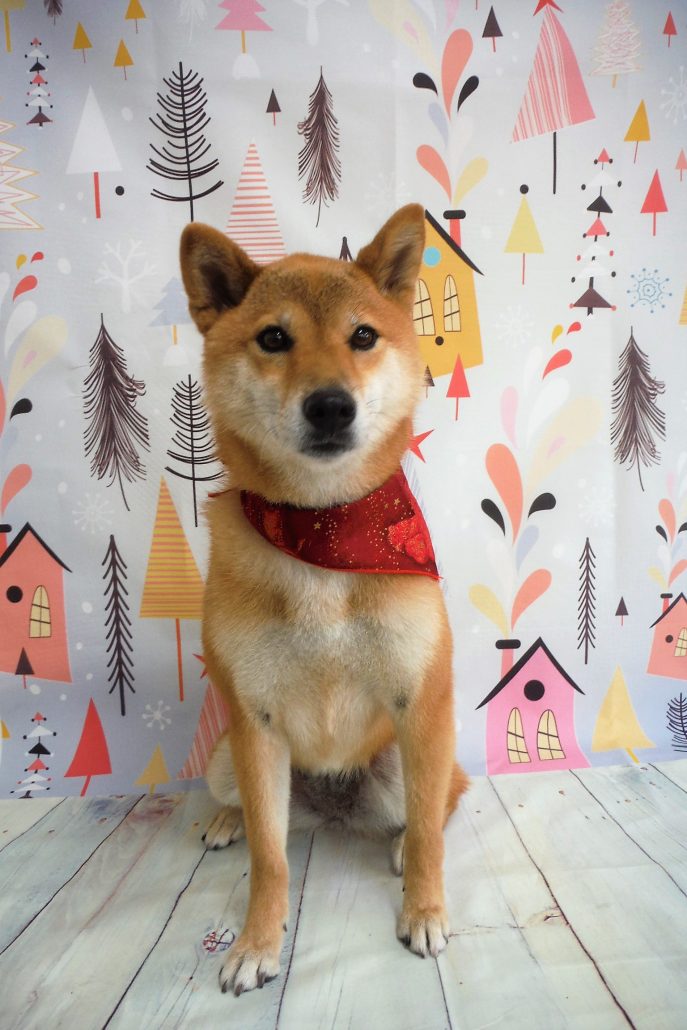 チャチャちゃん