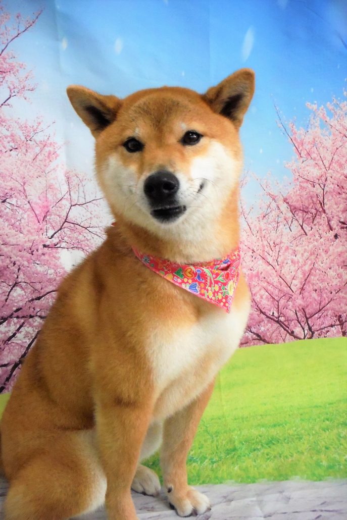 チャチャちゃん