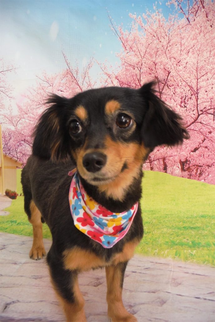 ショコラちゃん