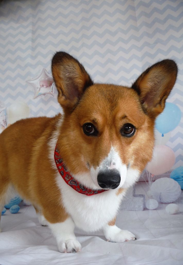 こむぎちゃん