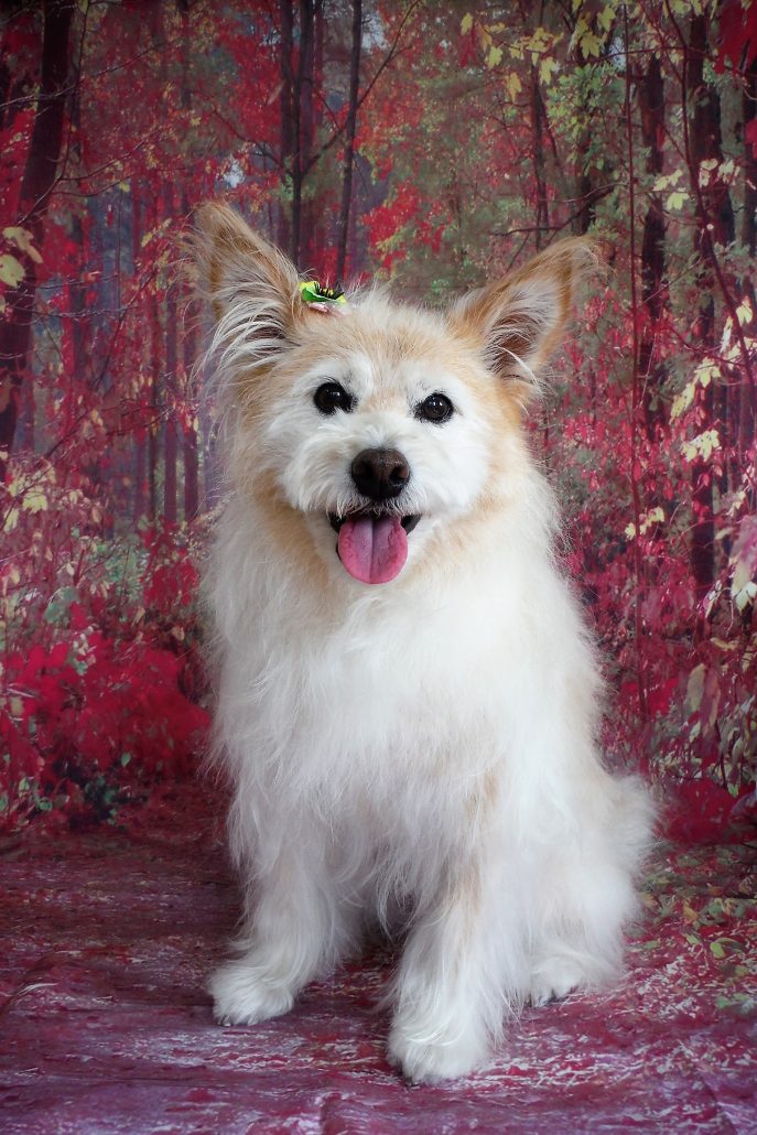 シフォンちゃん