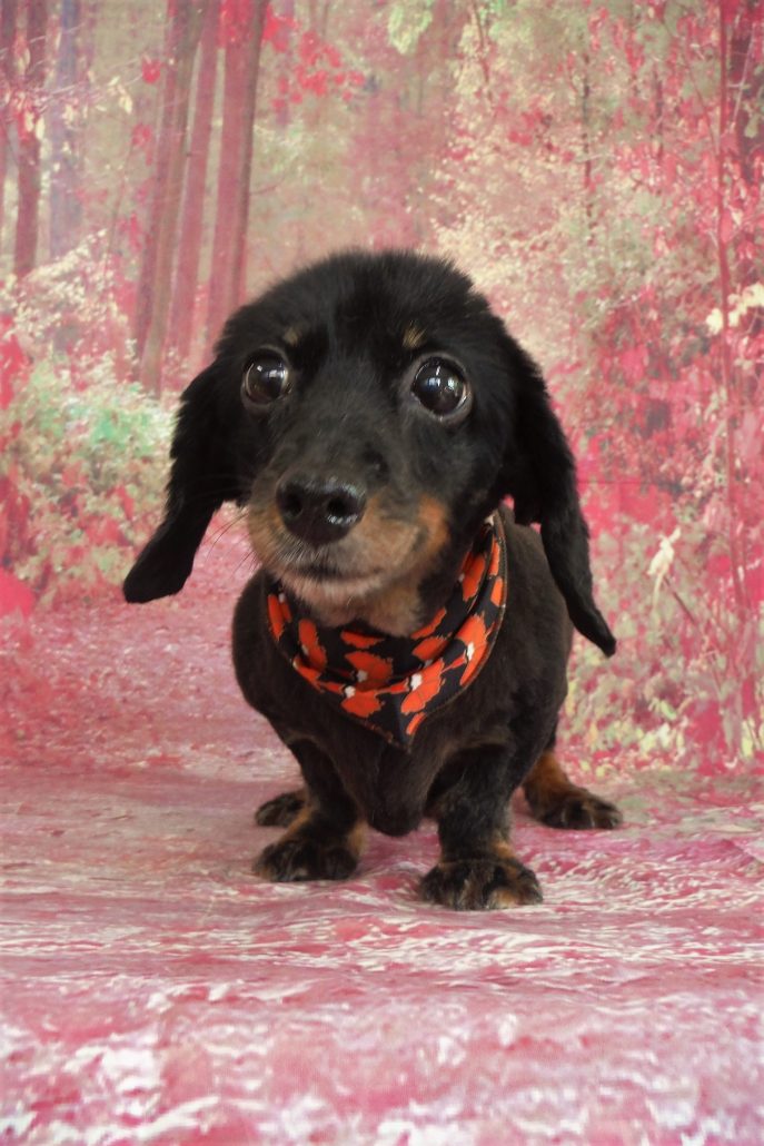 キャンディーちゃん