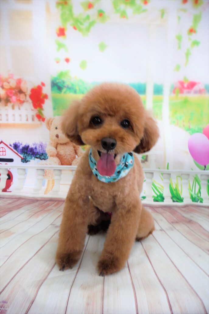 ごまちゃん ドッグサロンぴーす 滋賀県守山市にあるワンちゃん専用のトリミング店 送迎あり