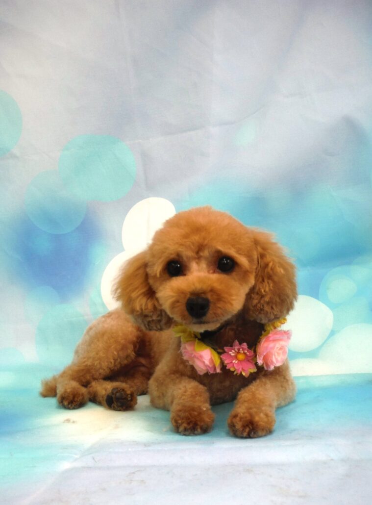 コットンちゃん