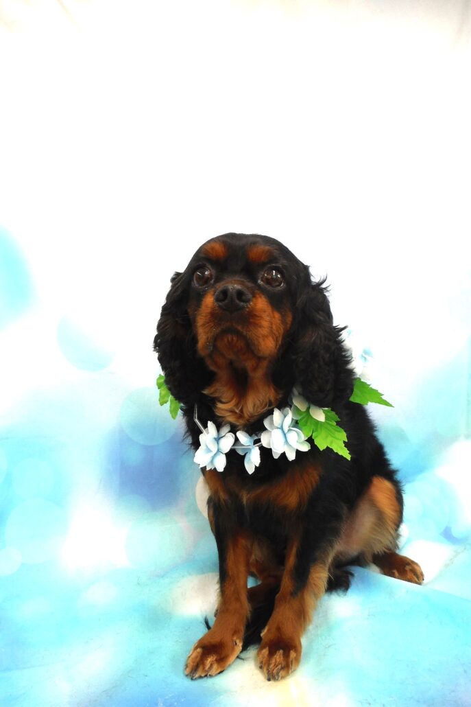 レブロンちゃん