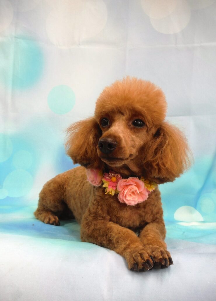 シェリーちゃん