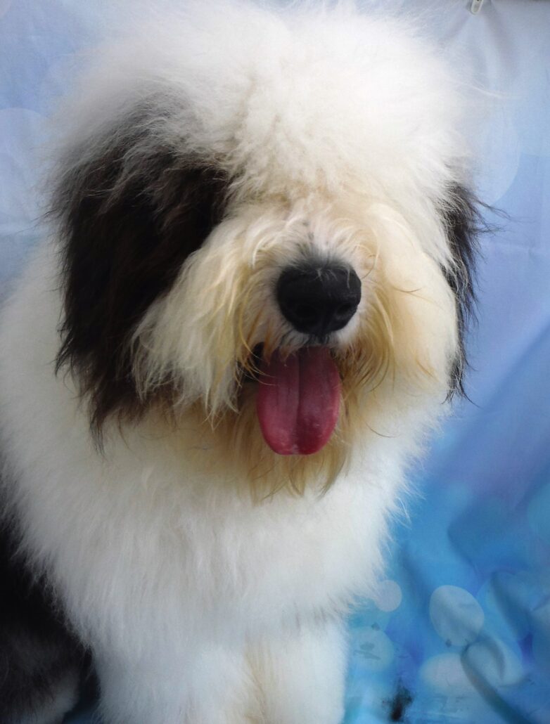 オリオンちゃん