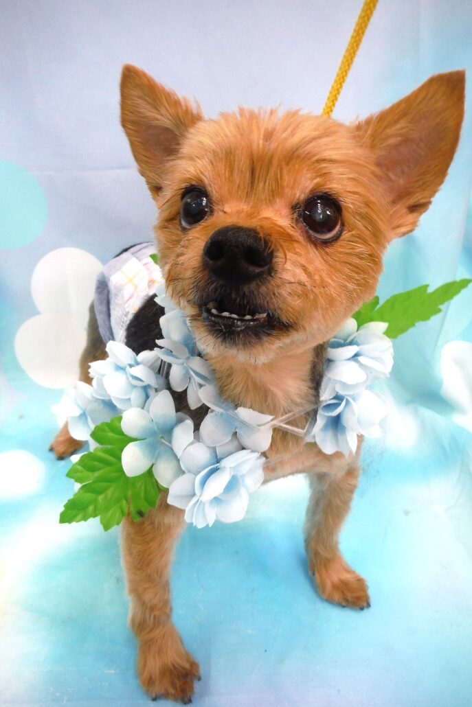 ショコラちゃん