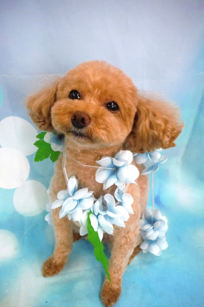 ジョージちゃん