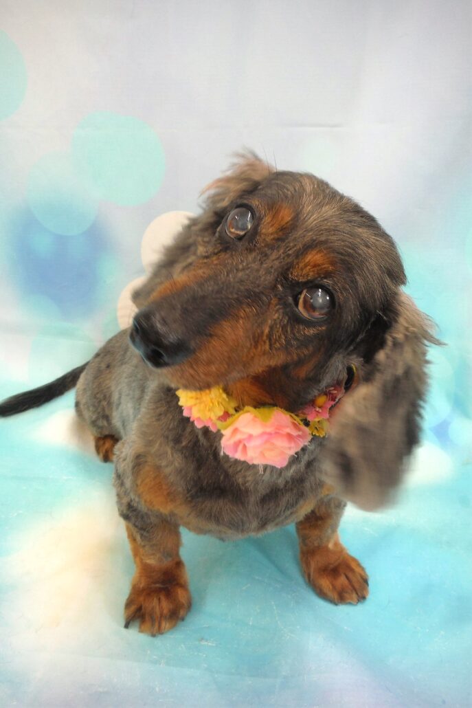 オリーブちゃん