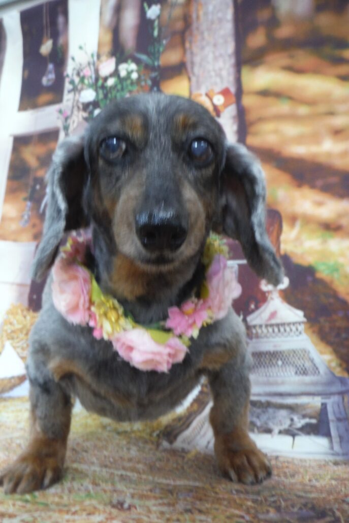 オリーブちゃん