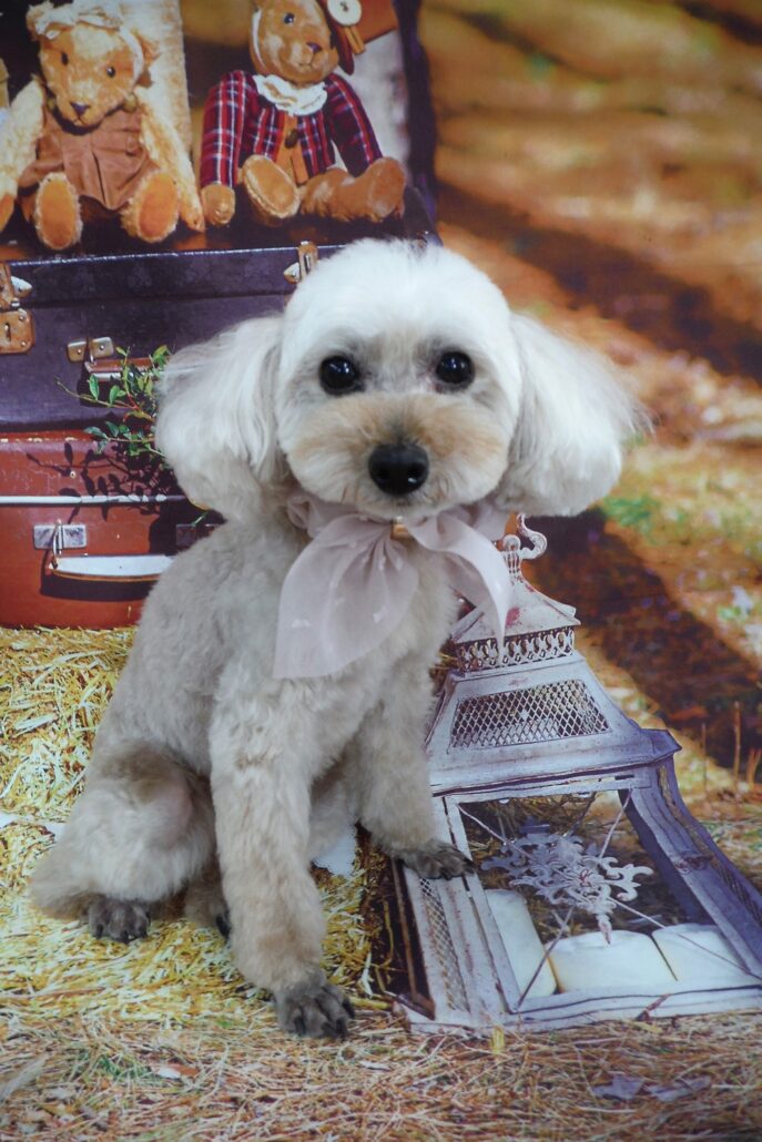 ホイップちゃん