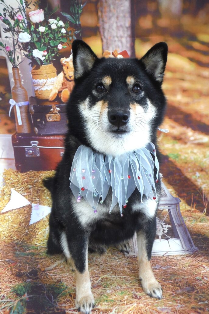 コタロウちゃん