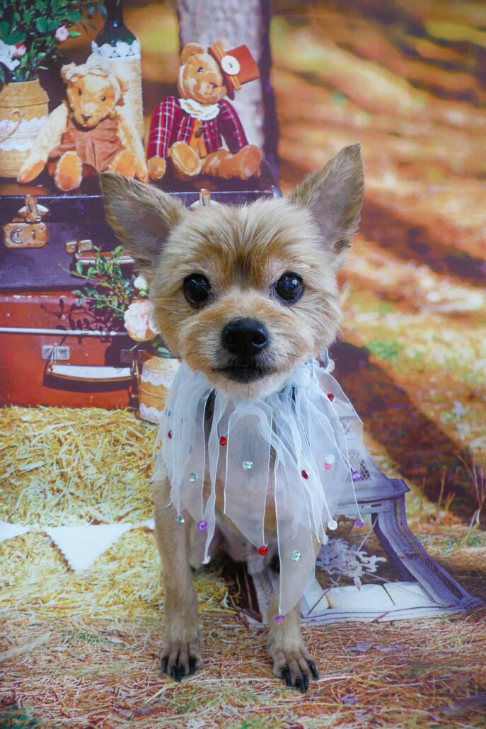 ショコラちゃん