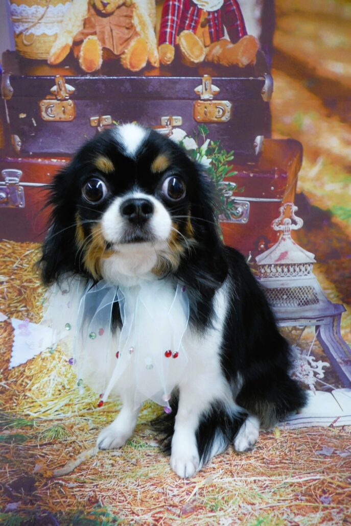 シュテルンちゃん