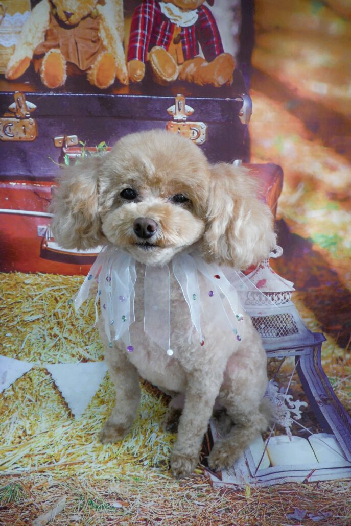 ジョージちゃん