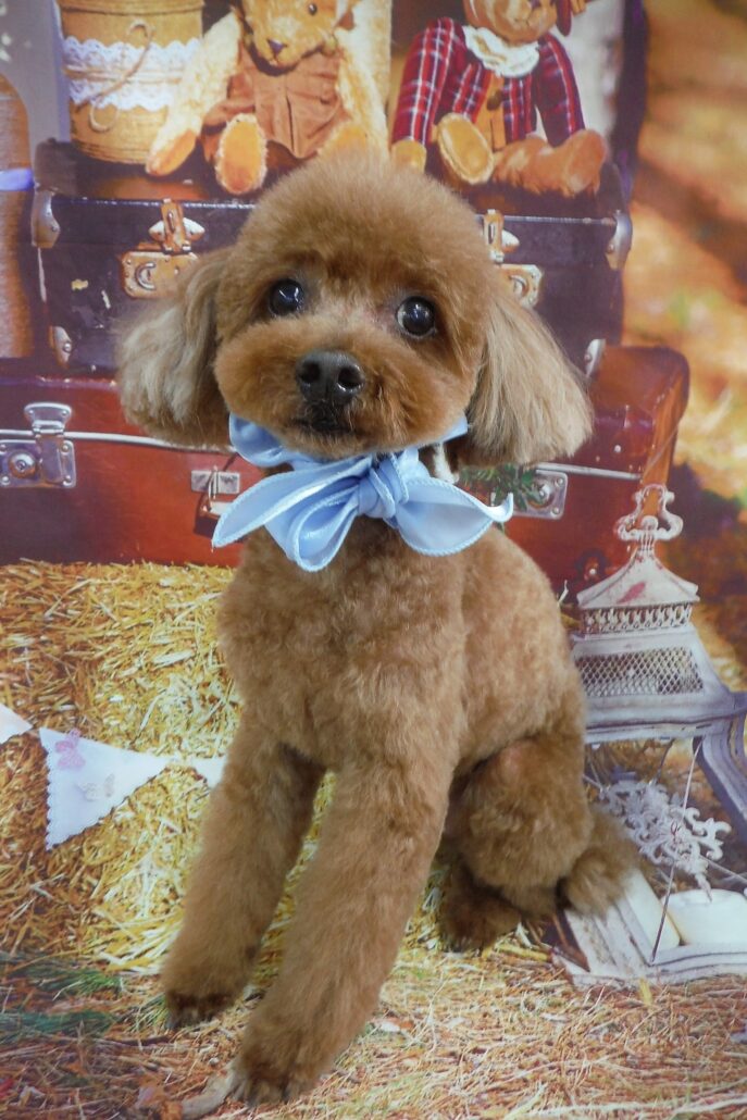 チャチャちゃん