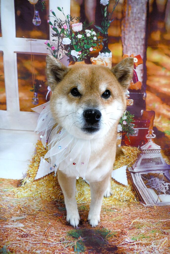 六助ちゃん