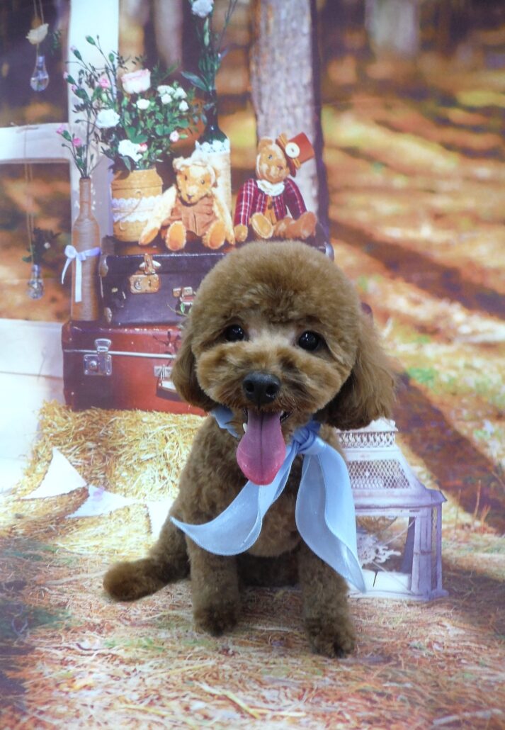 まろんちゃん