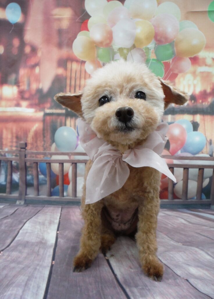 ミルキーちゃん