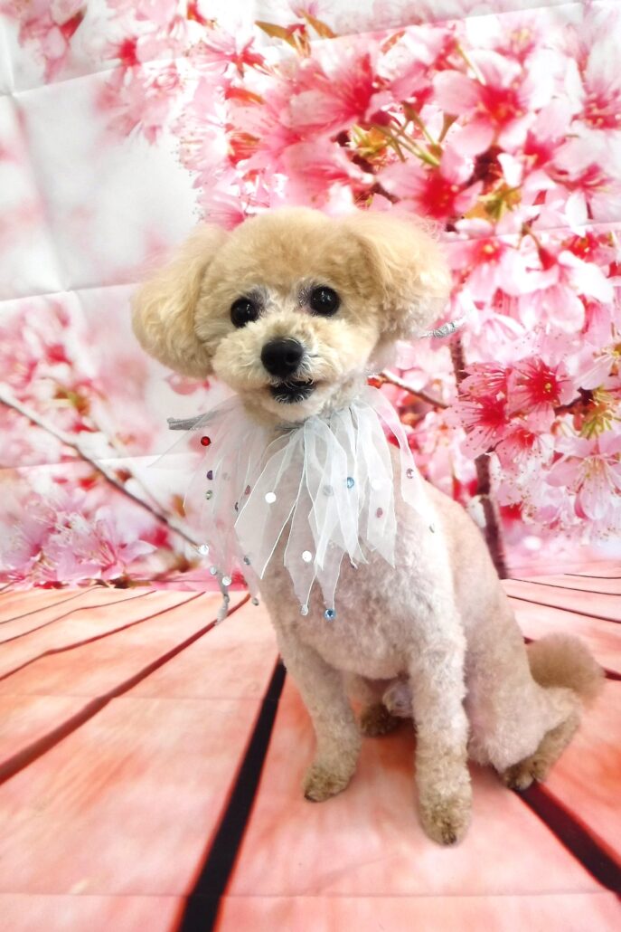 マカロンちゃん