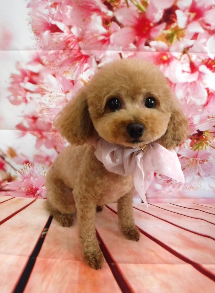 コットンちゃん