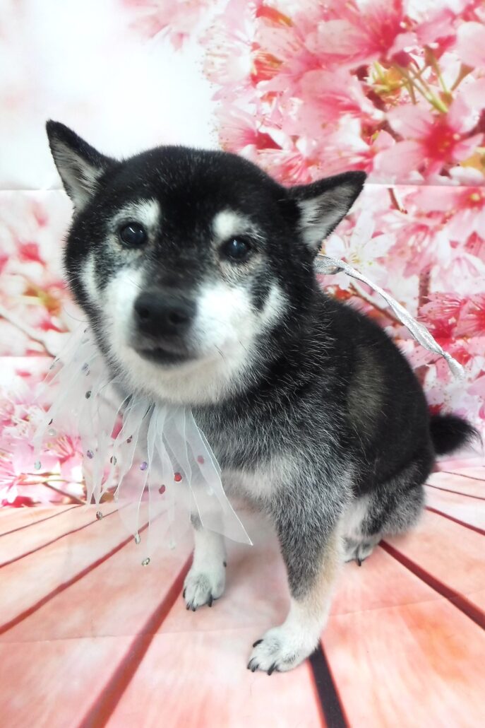 黒助ちゃん