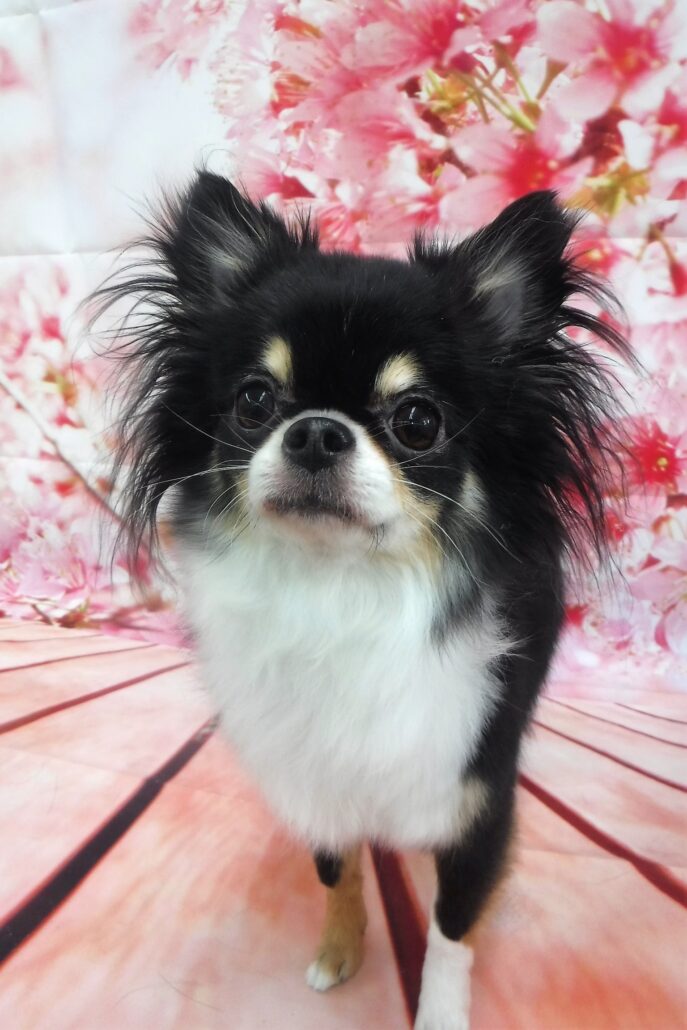 うららちゃん