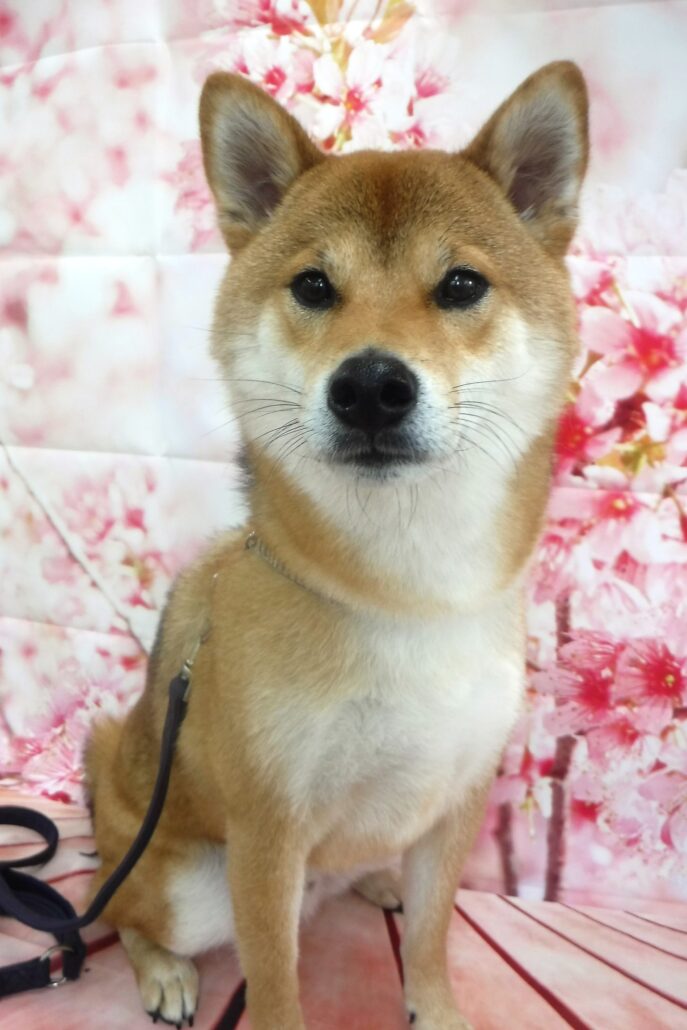 風助ちゃん