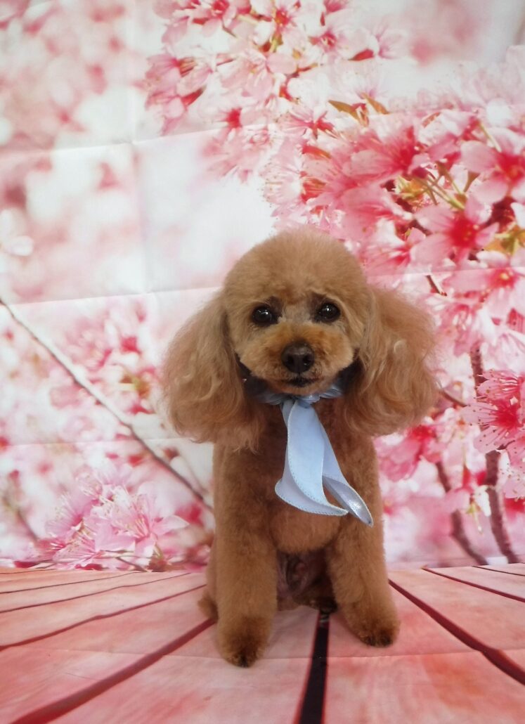 のんちゃん