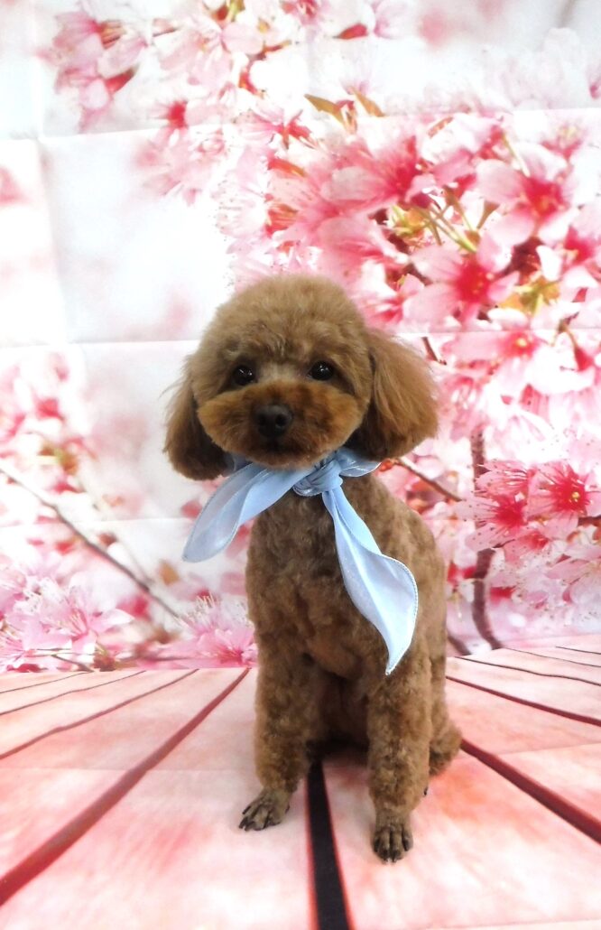 アロちゃん