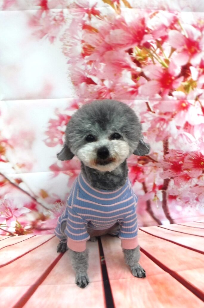 当店ひめ