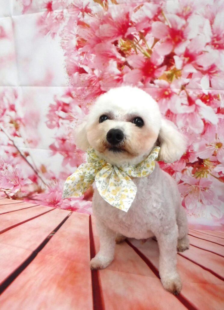フクちゃん
