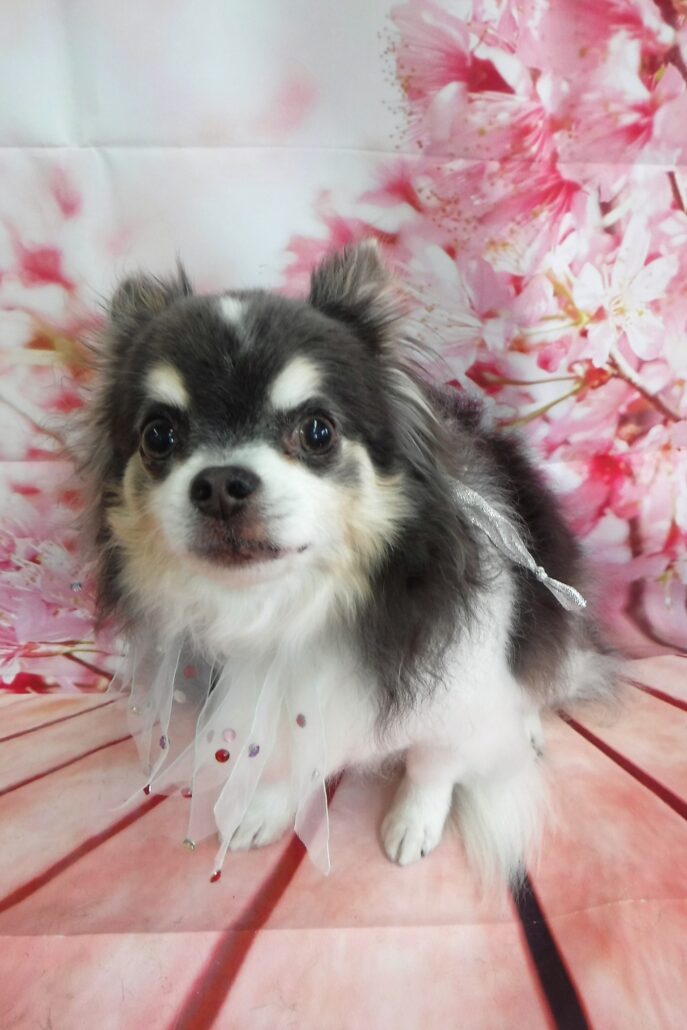 いちちゃん