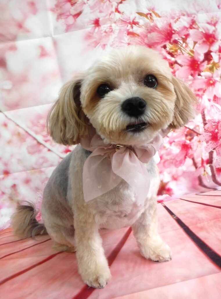ふくちゃん