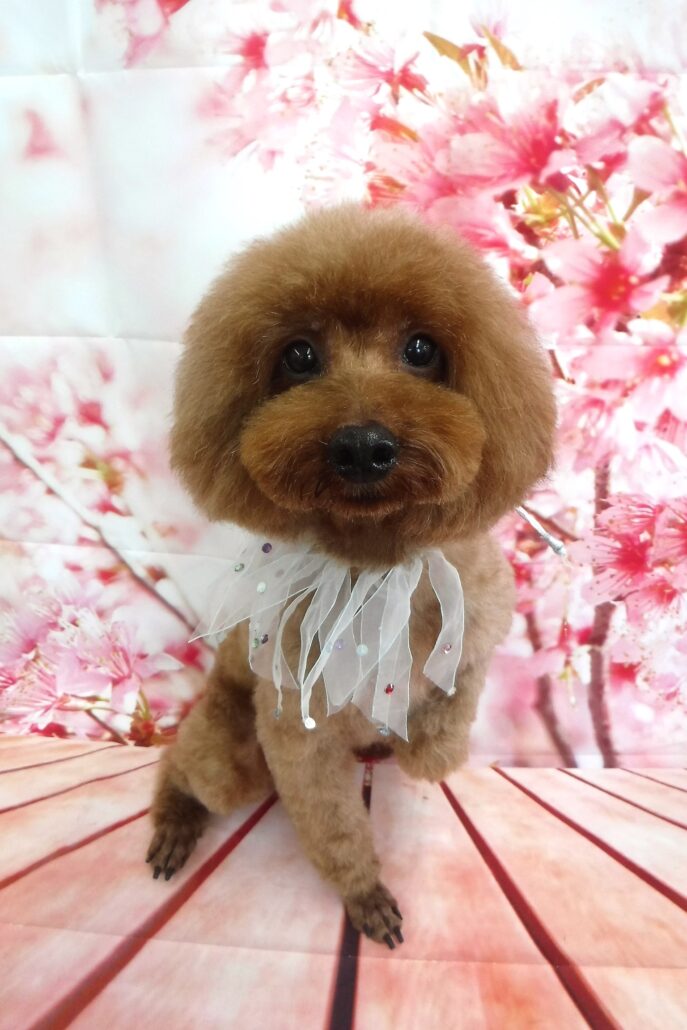 ギンジロウちゃん