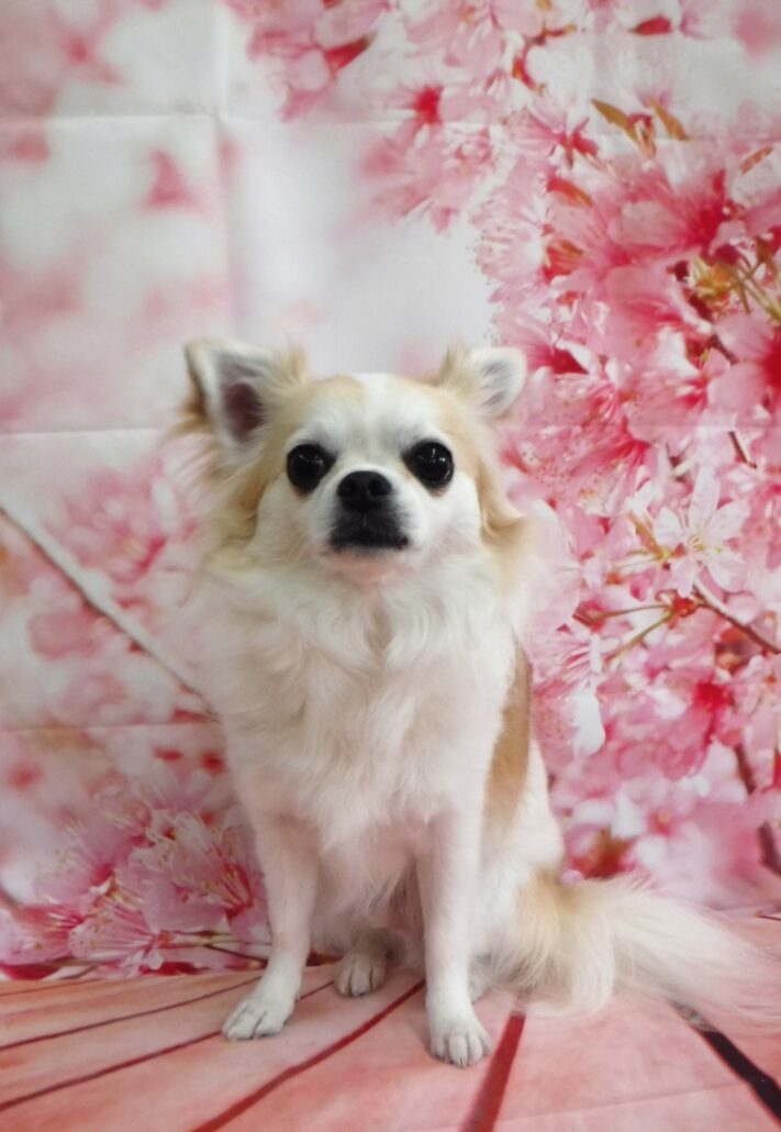 てつをちゃん