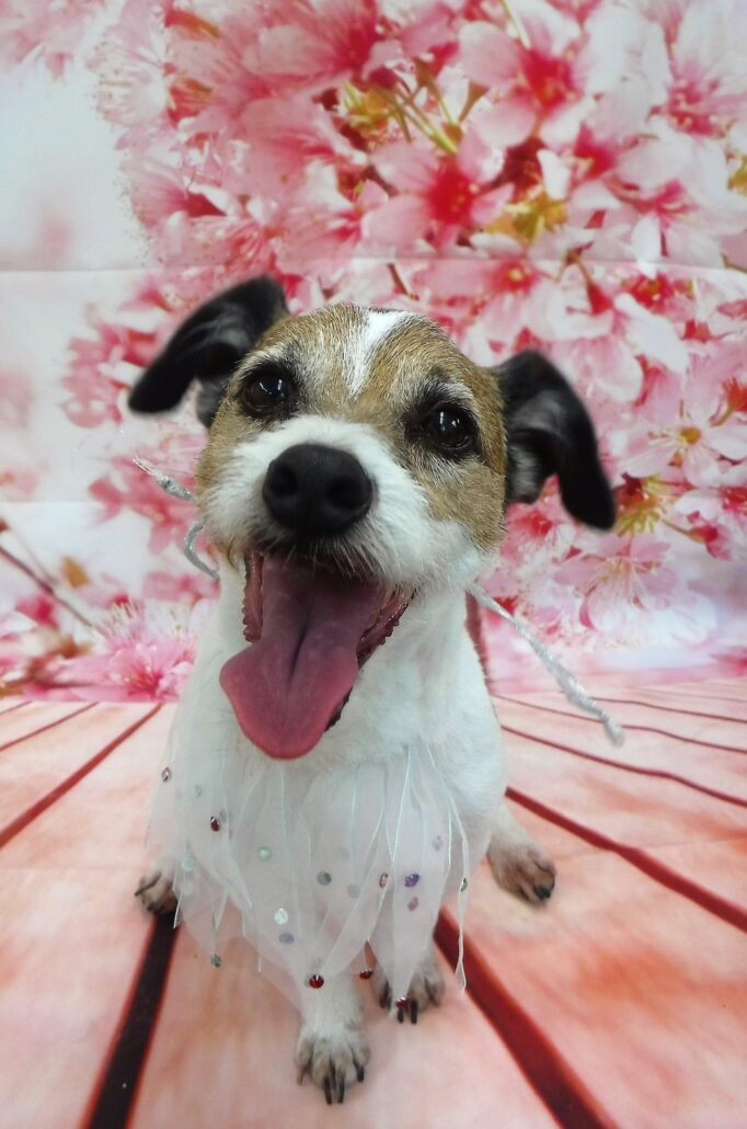 マークちゃん