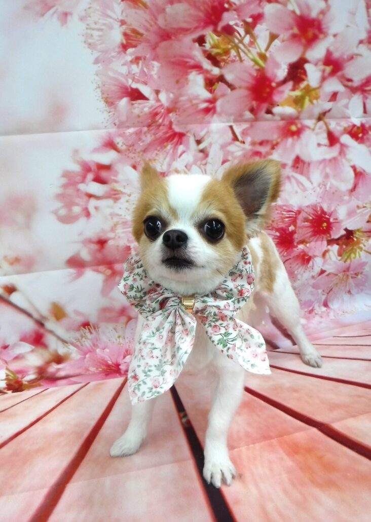 チョコちゃん
