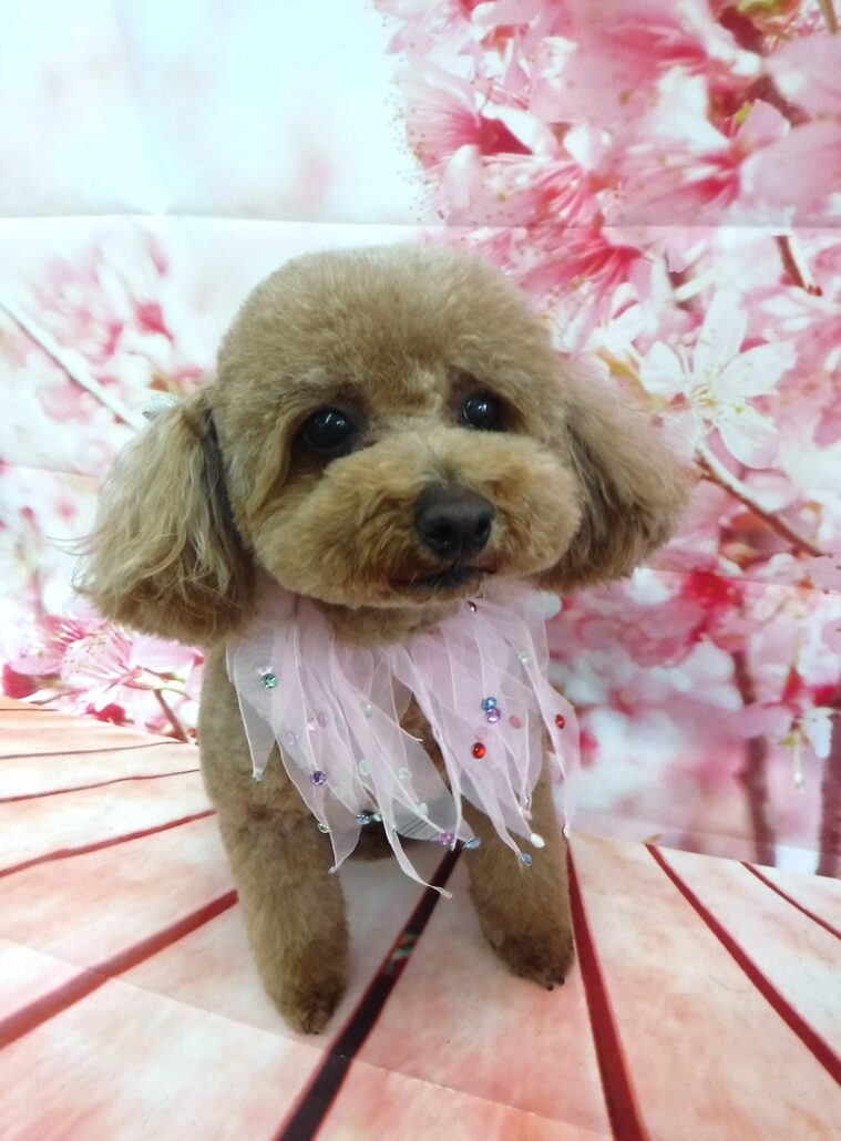 ミルクちゃん