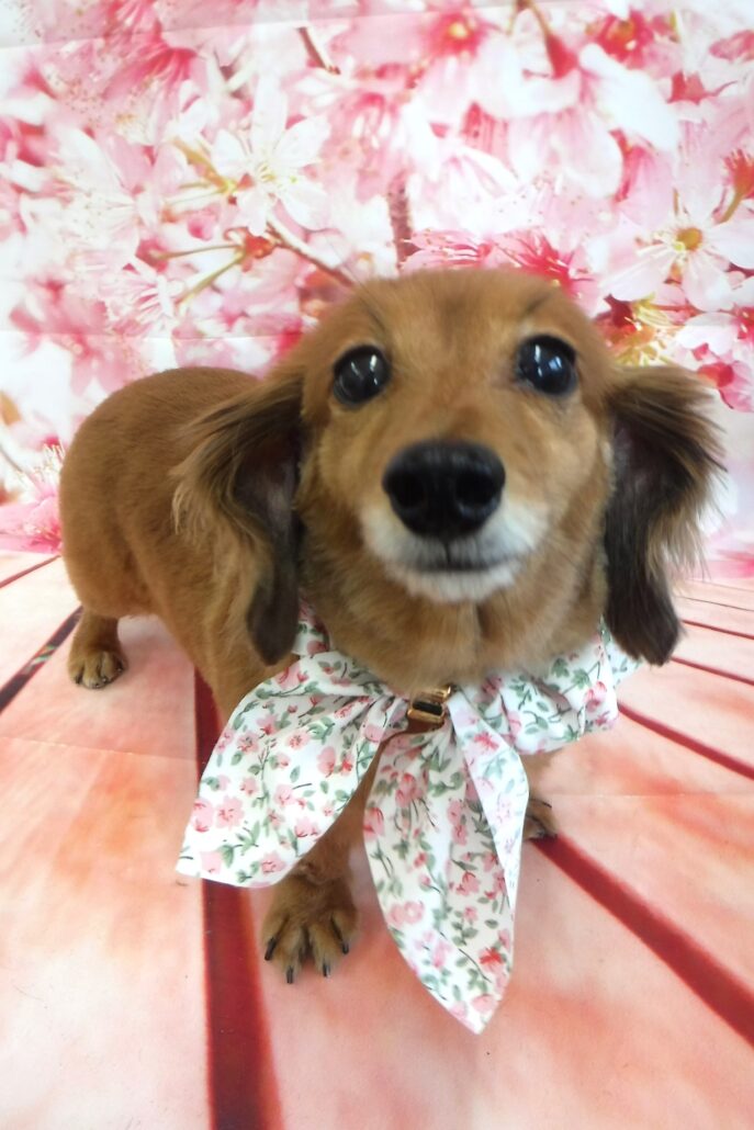 リリちゃん