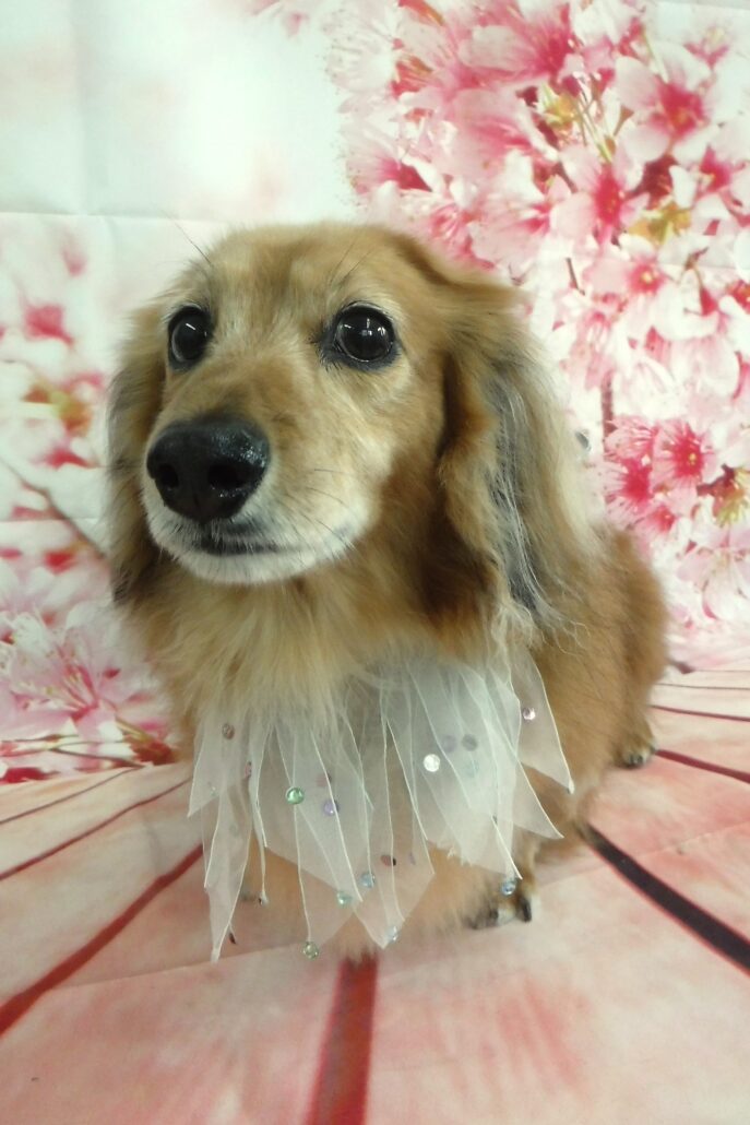 ニコちゃん