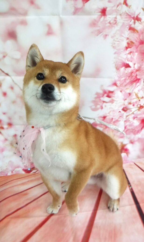 こころちゃん