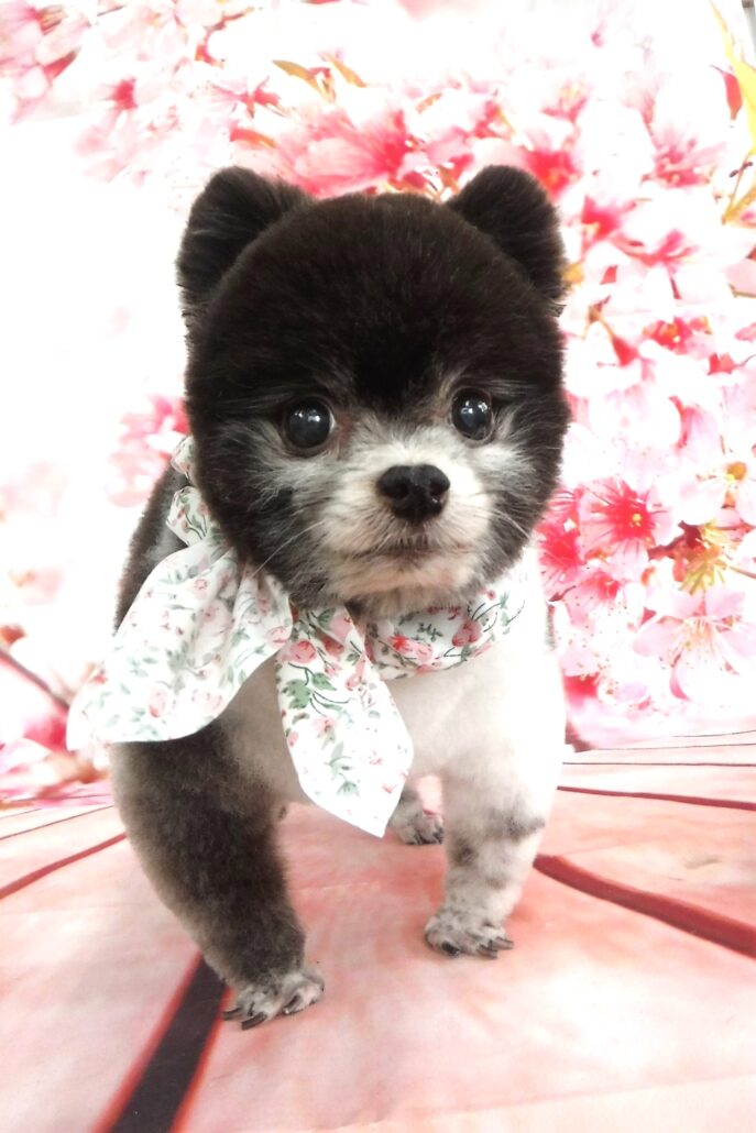 ショコラちゃん