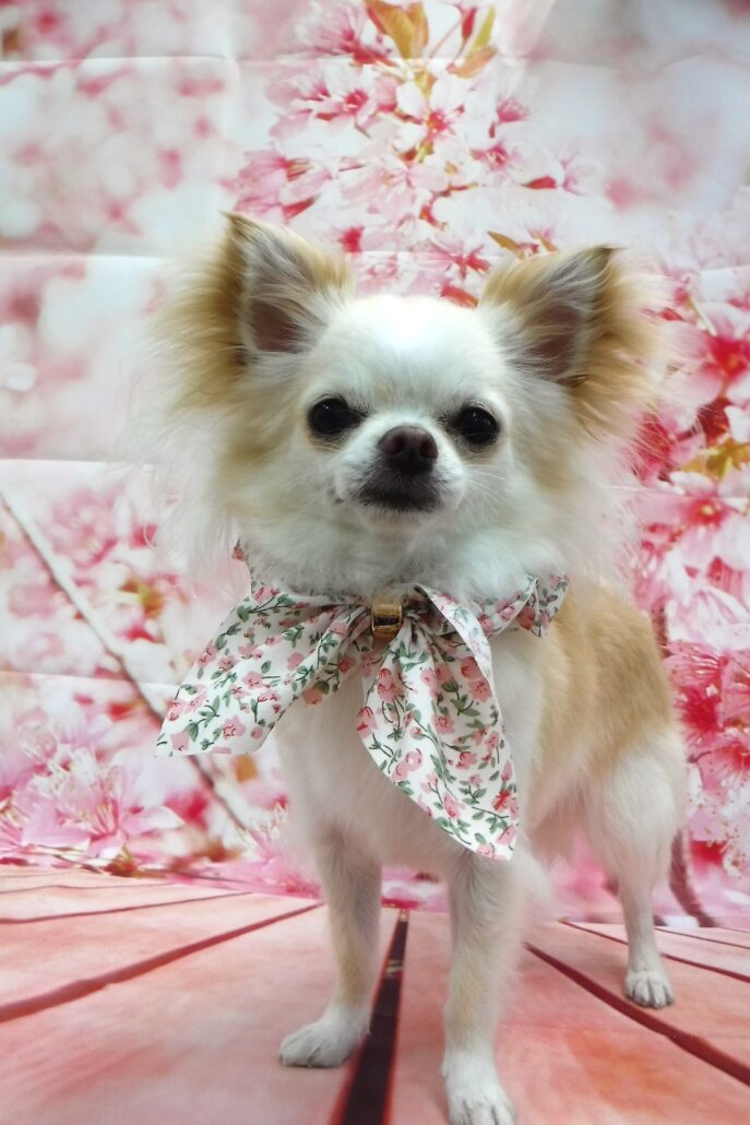 ミルちゃん