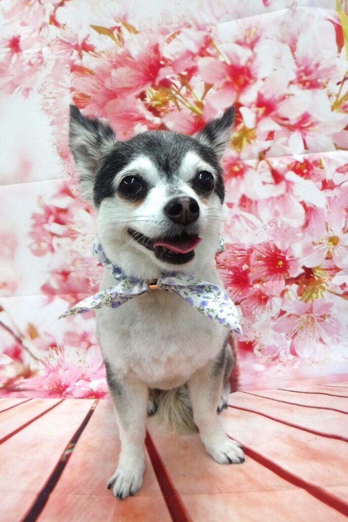 クロムちゃん