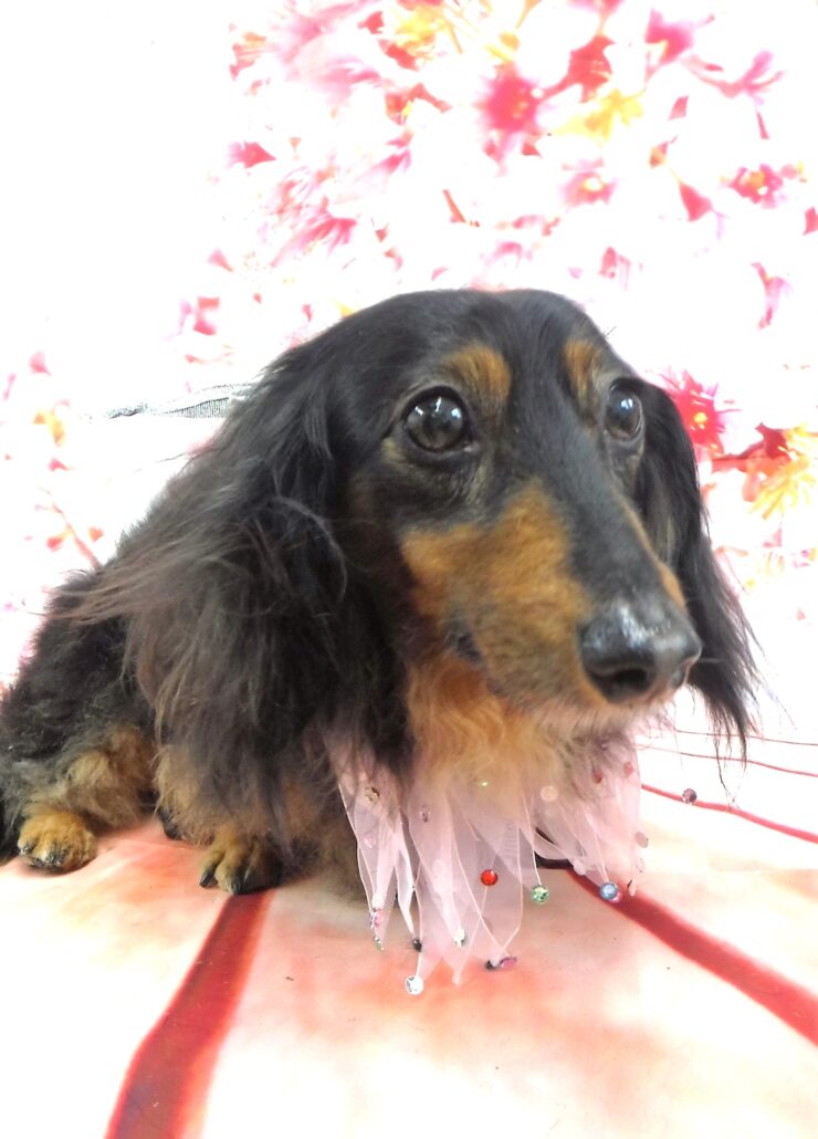 マロちゃん