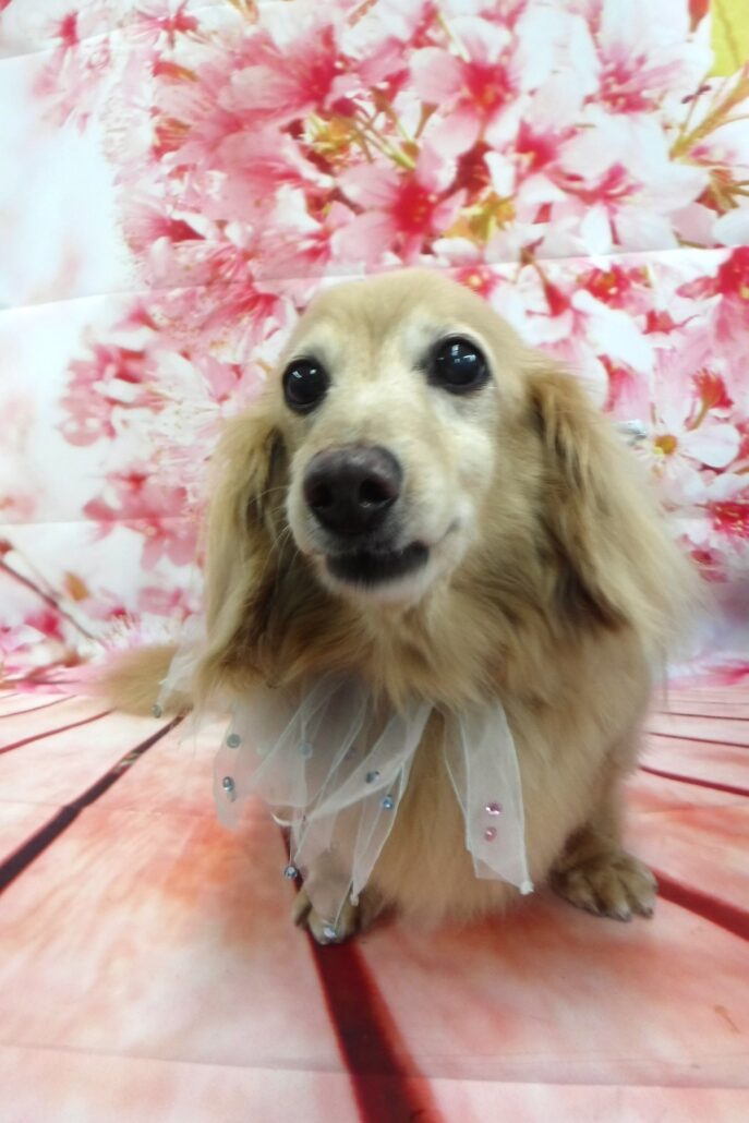 ノアちゃん