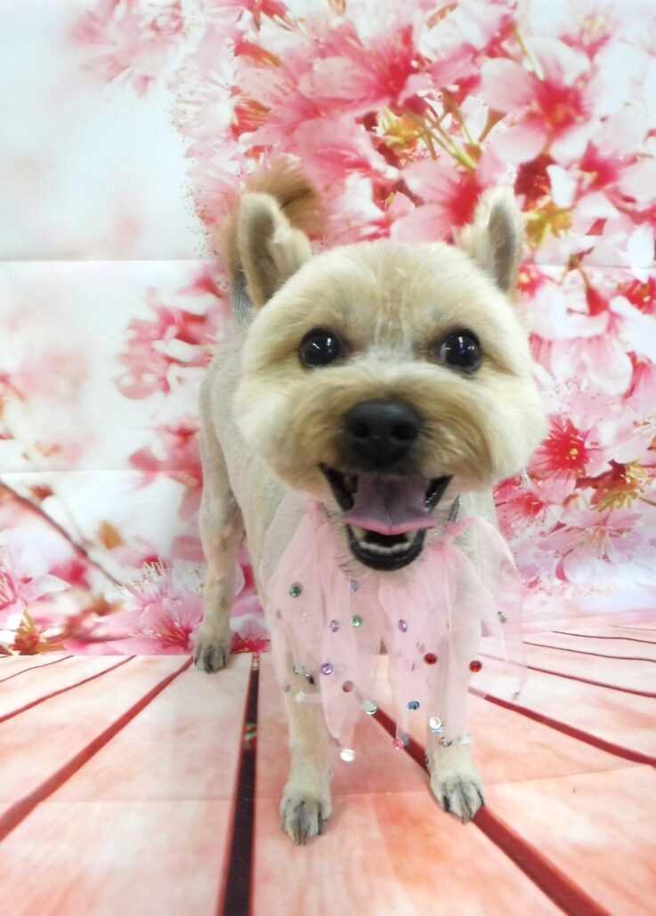 トトちゃん